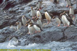 macaroni penguins jumping in