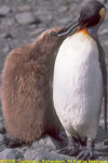 begging king penguin chick