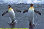 two king penguins leaving surf