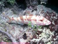 Spotted goatfish (night colors)