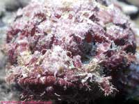 Spotted scorpionfish head