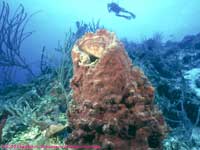 Diver over barrel sponge