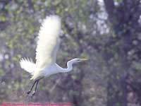flying great egret