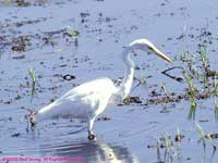 wading great egret