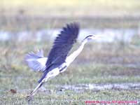grey heron flying