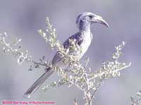 grey hornbill