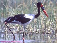wading saddlebill stork