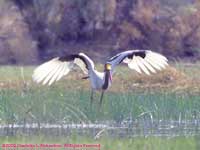saddlebill stork with wings spread