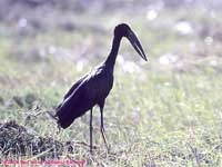 open-billed stork