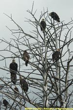 bald eagles in tree