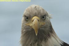 four-year-old eagle