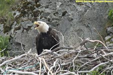 female eagle on nest