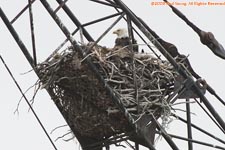 eagle nest in construction crane
