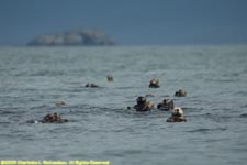 raft of sea otters