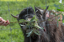 feeding musk ox calf