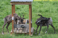 caribou feeding station