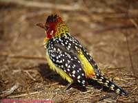 Barbet on the ground