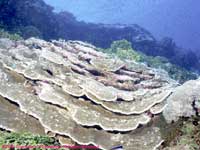 Plate coral