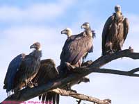 Four vultures