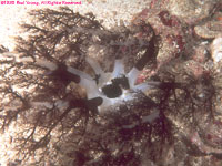 sea cucumber feeding