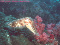 spawning cuttlefish
