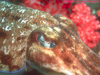 cuttlefish closeup