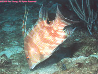 Juvenile hogfish