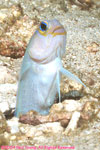 yellowheaded jawfish