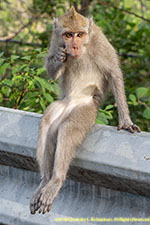 monkey on railing