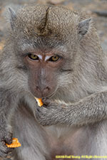 monkey eating cracker