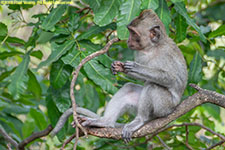 young monkey in tree